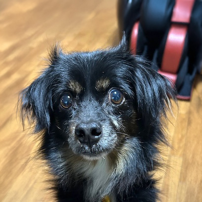 犬種不明
