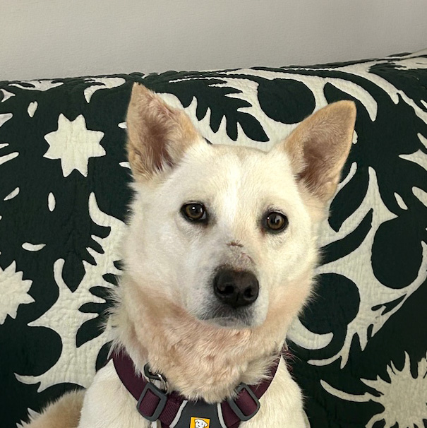 犬種不明