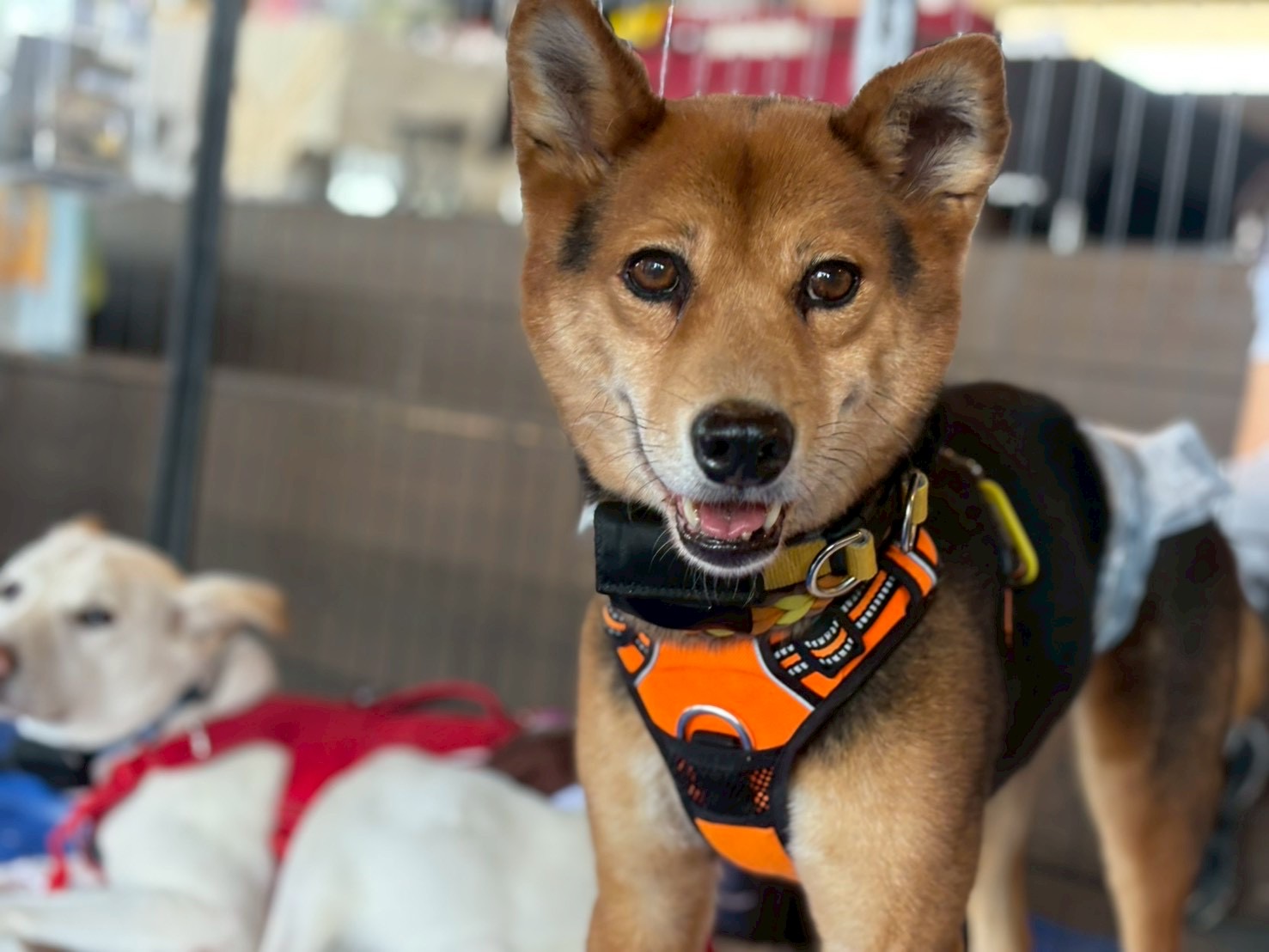 犬種不明