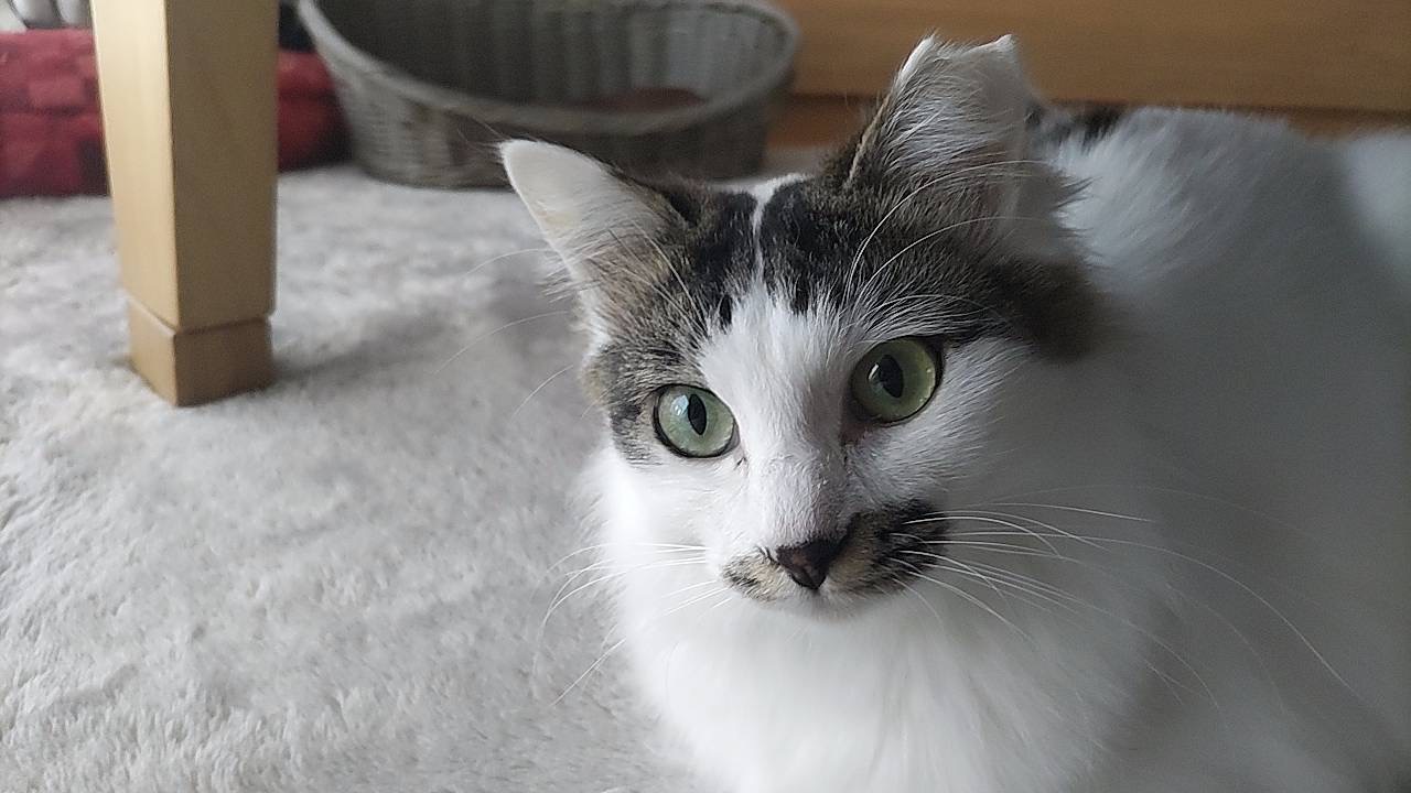 まりも