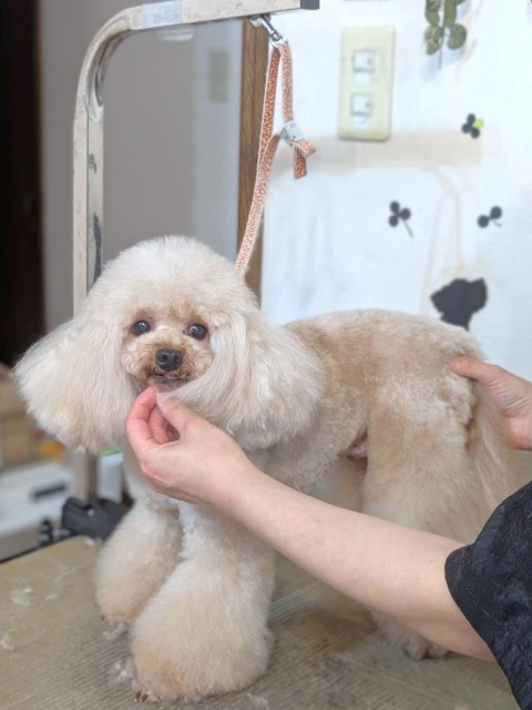 マシュマロ