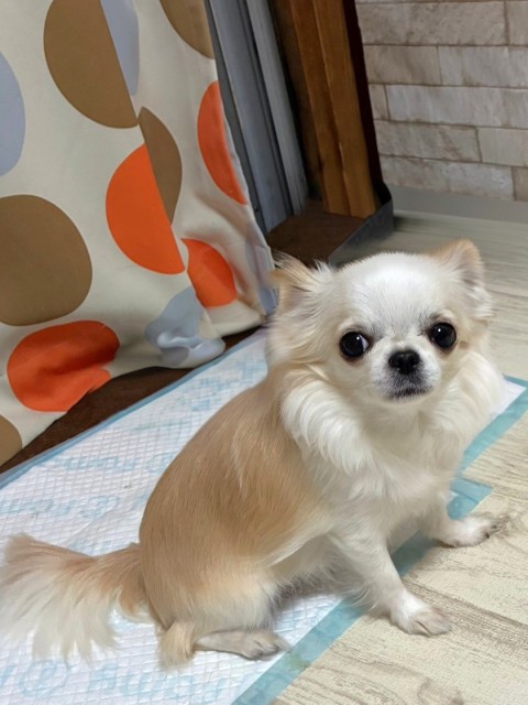 アラメ