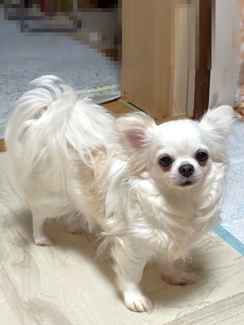 ニーニー