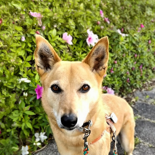 犬種不明