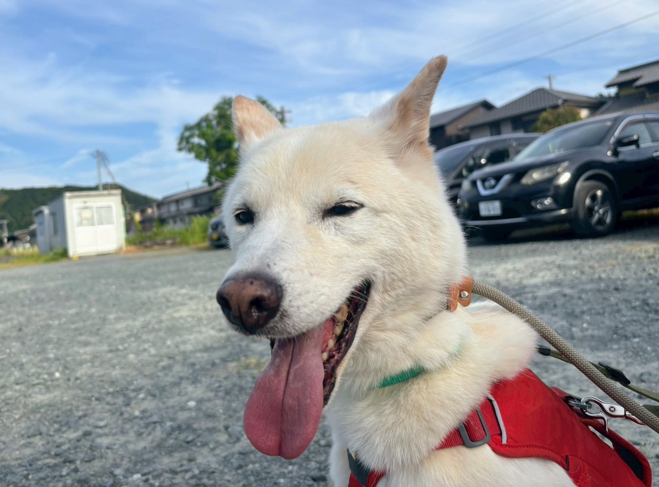 犬種不明