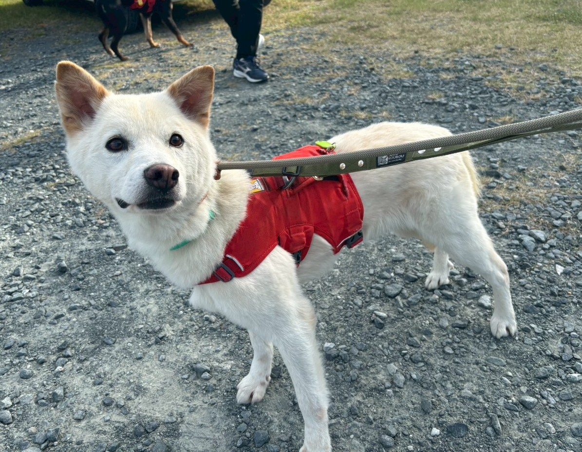 ブラゼル