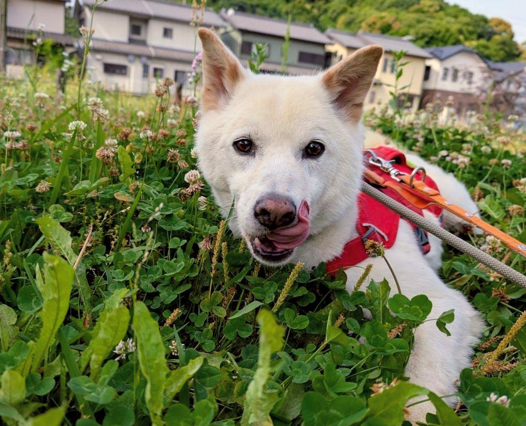 ブラゼル