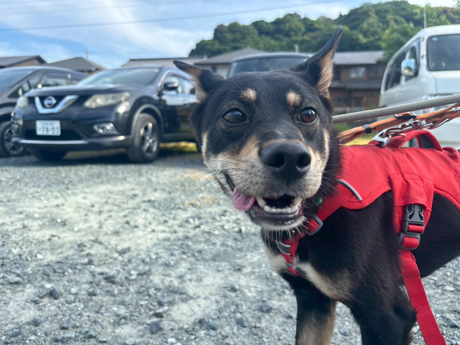 犬種不明