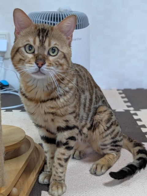 ジャンゴ