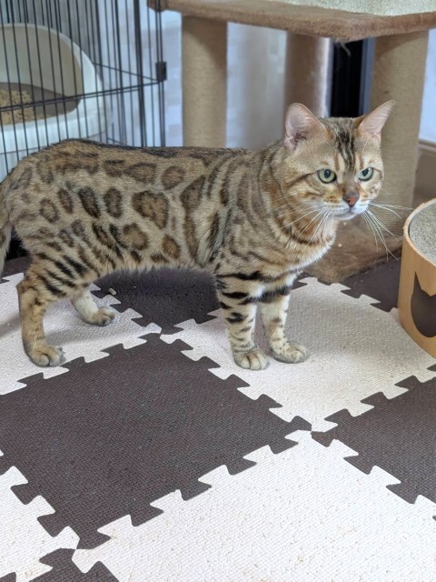 ジャンゴ