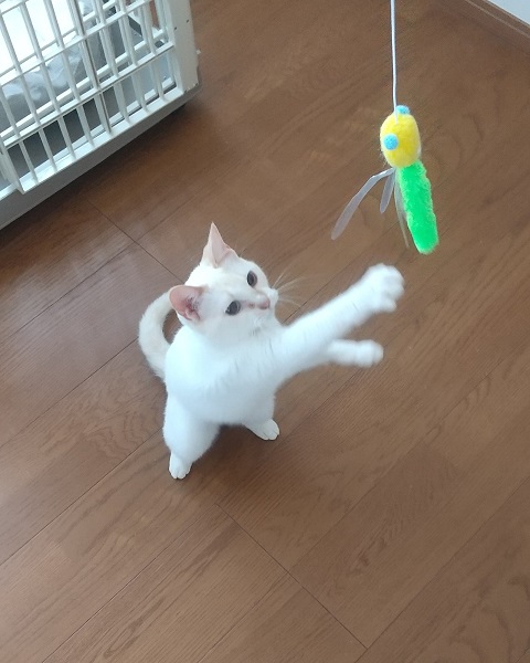 めっかわ