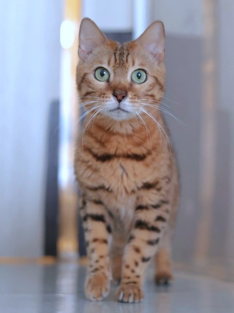 ツル