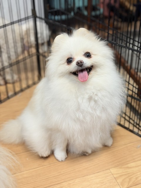 登録している生体