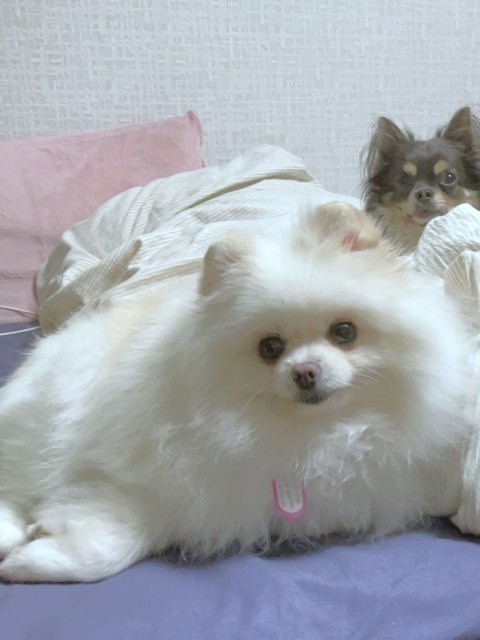 ここみ