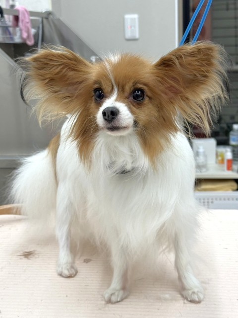 ロクミ