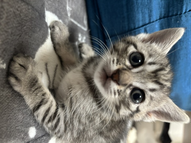猫種不明