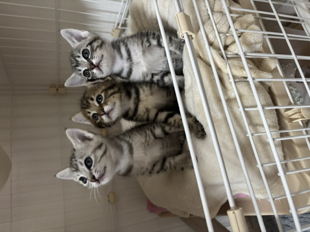 らむ