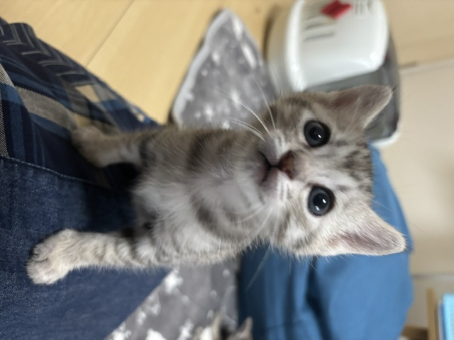猫種不明