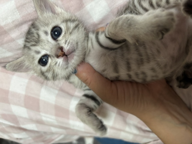 てん