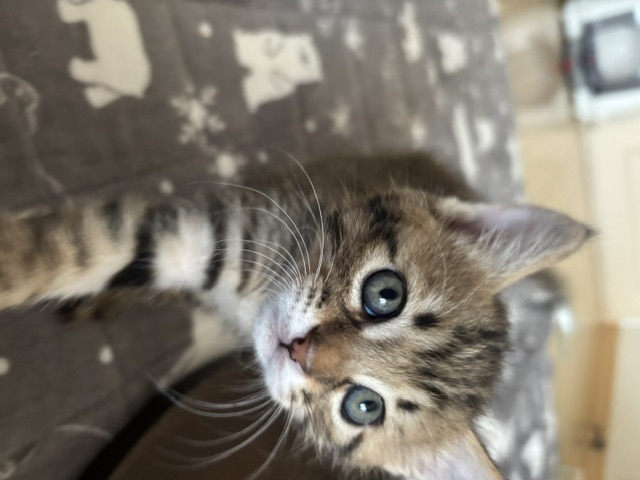 猫種不明