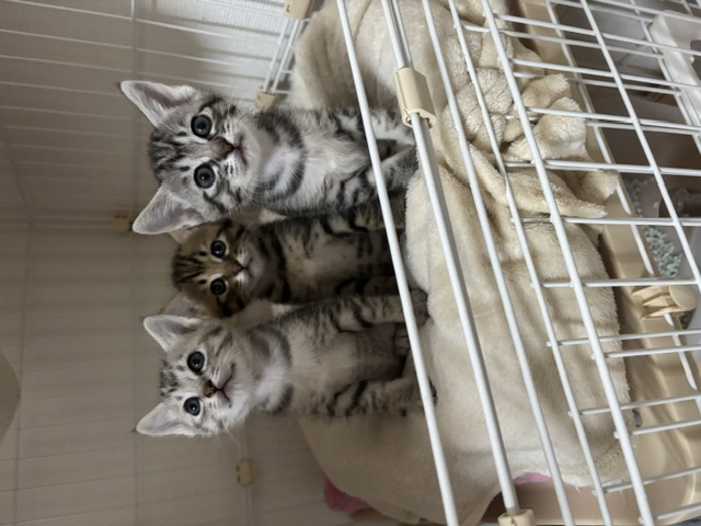 あたる