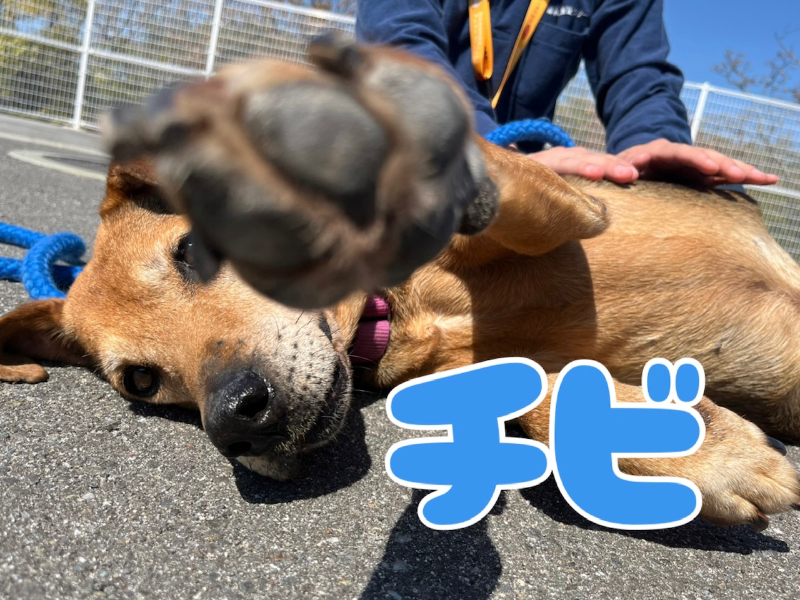 犬種不明
