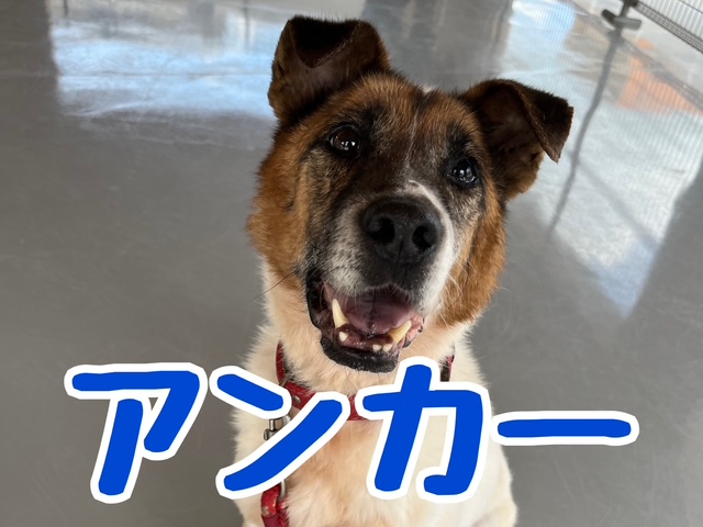 犬種不明