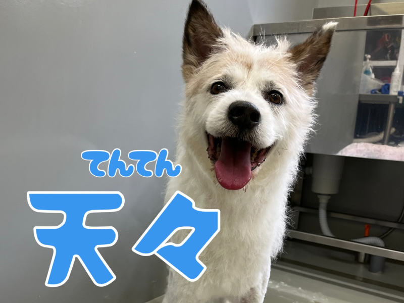 犬種不明