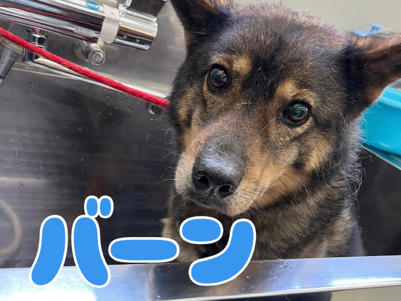 犬種不明