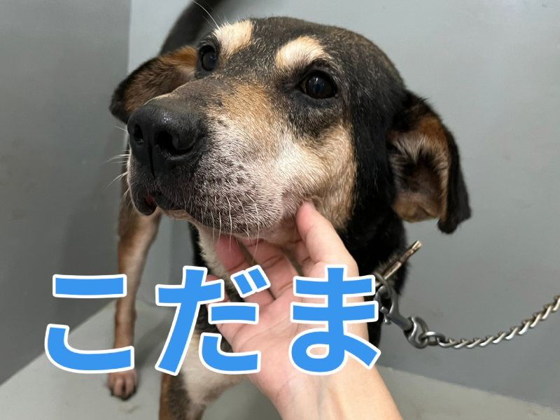 犬種不明