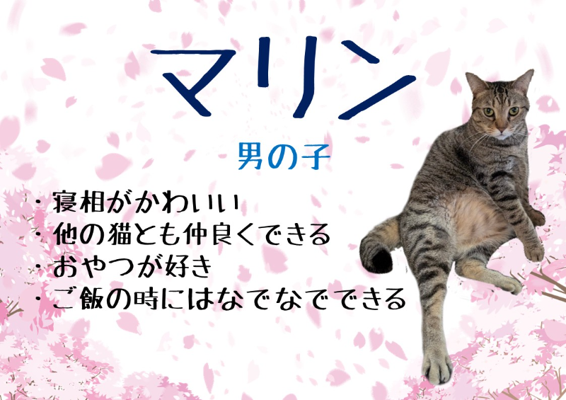 猫種不明