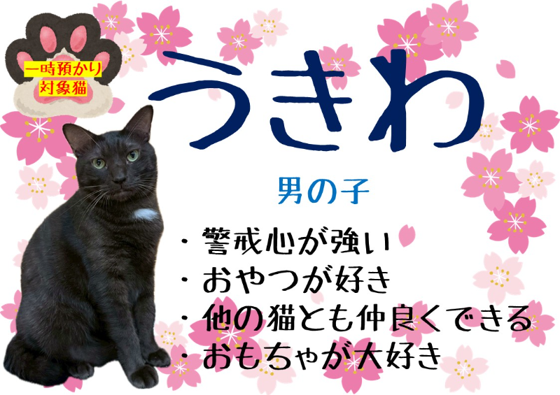 猫種不明