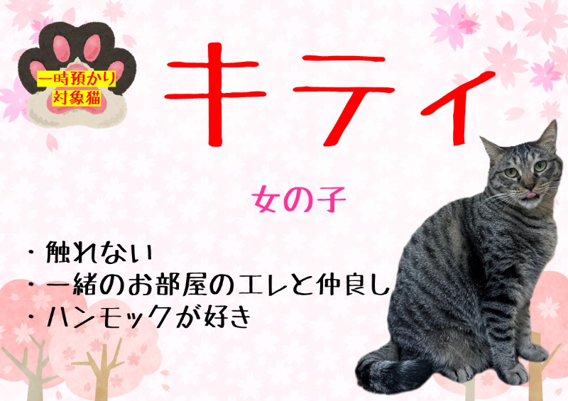 猫種不明