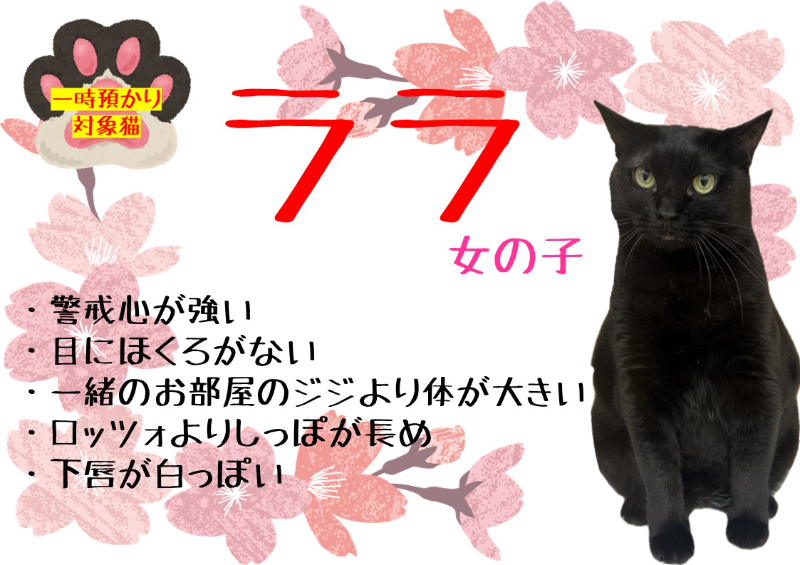 猫種不明
