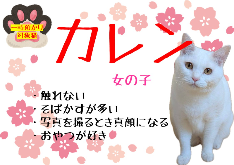 猫種不明
