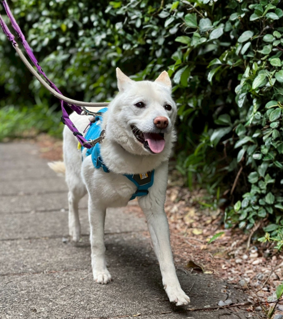 犬種不明