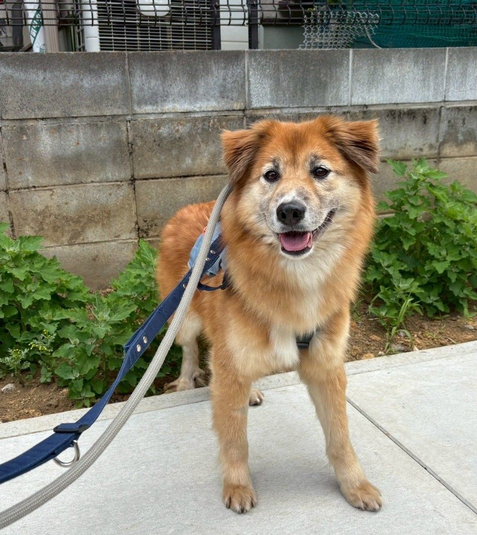 犬種不明
