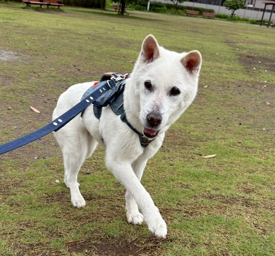 白はんぺん