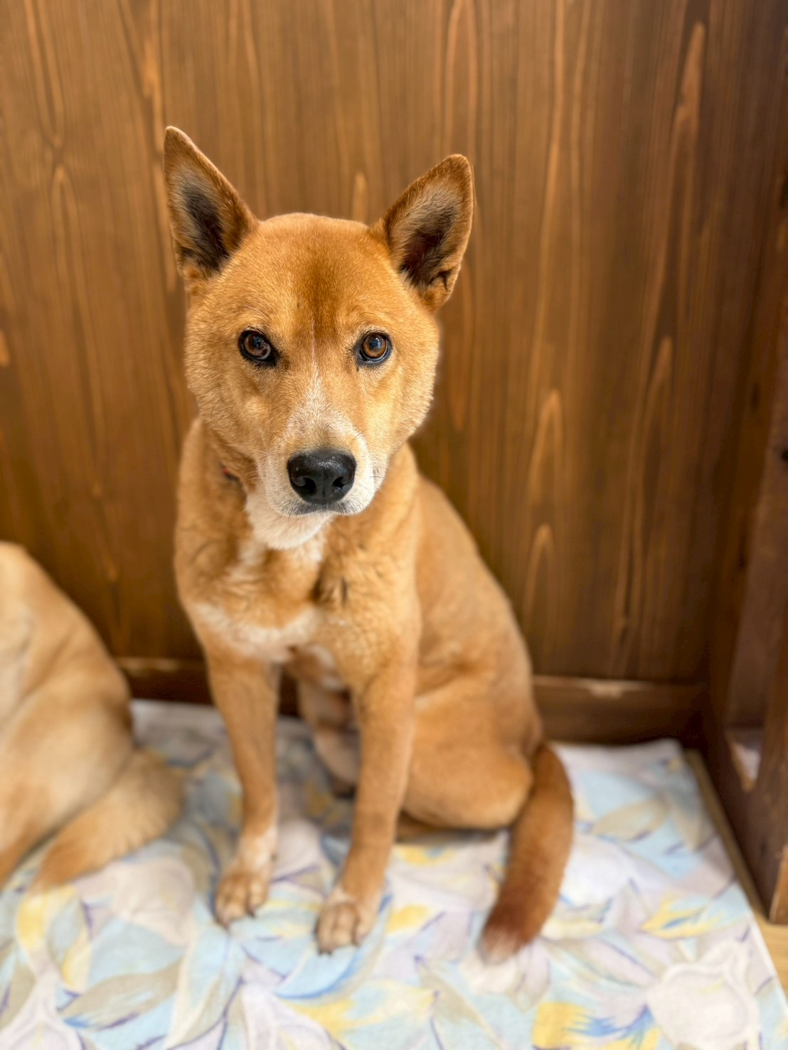 犬種不明