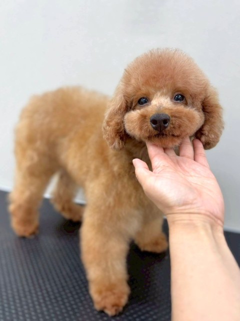 ビューティー