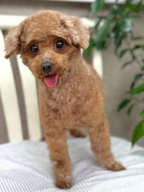 ポンキー