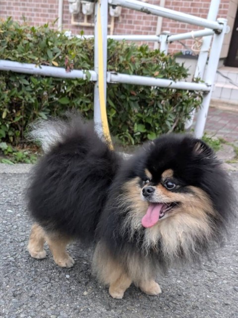 オティ