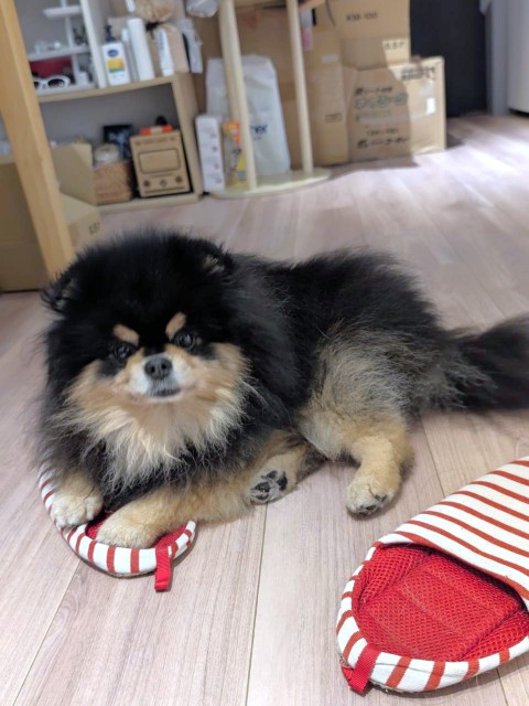 オティ