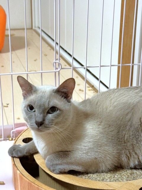 ライトン