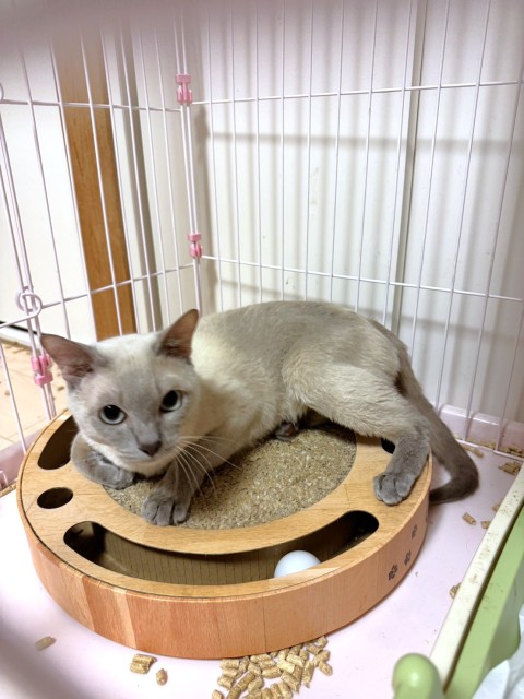 ライトン