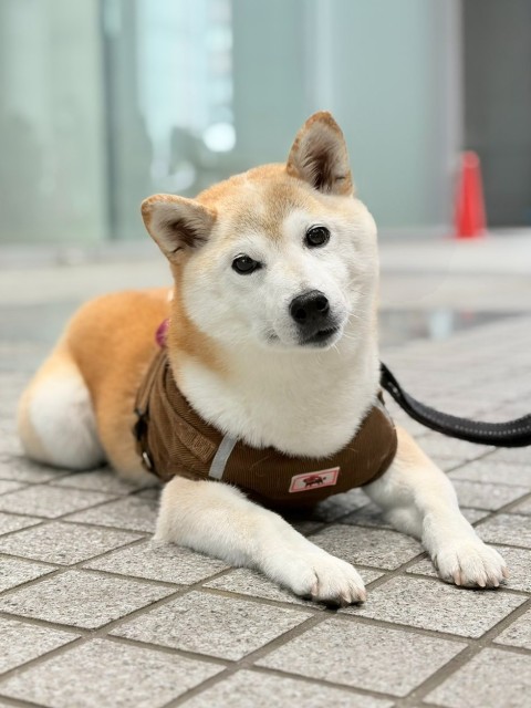 柴犬
