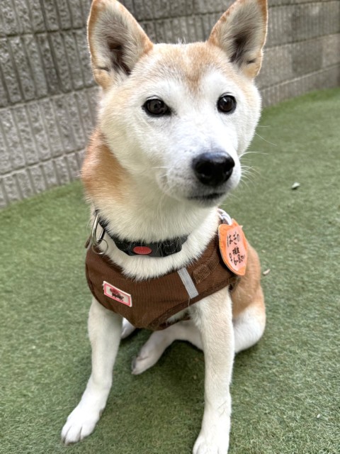 はぎの