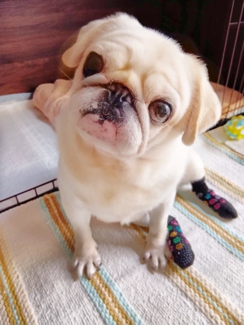 ふーち