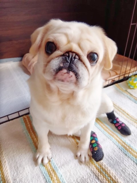 ふーち