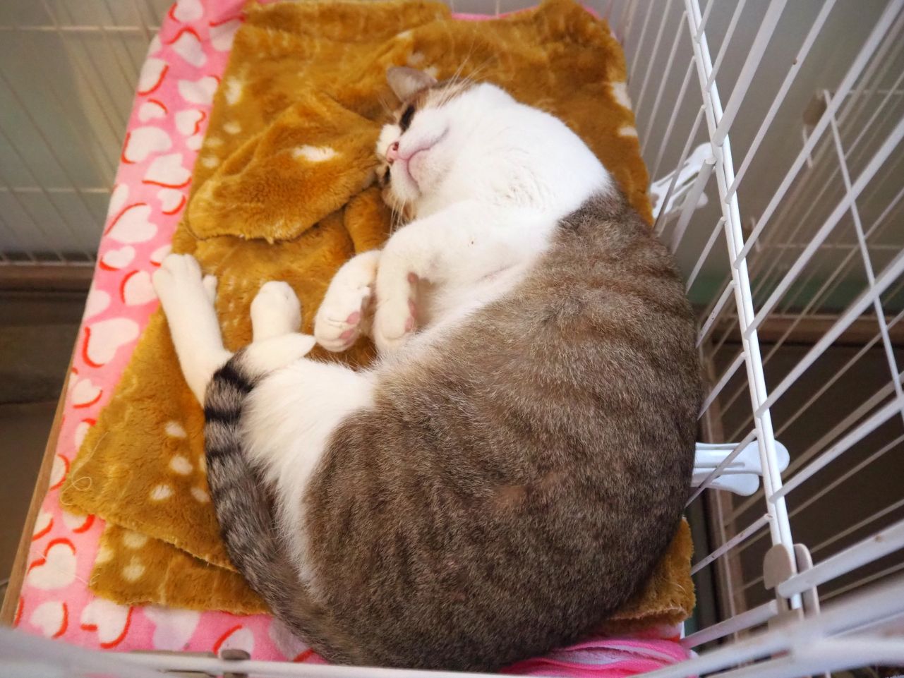 ツクシ